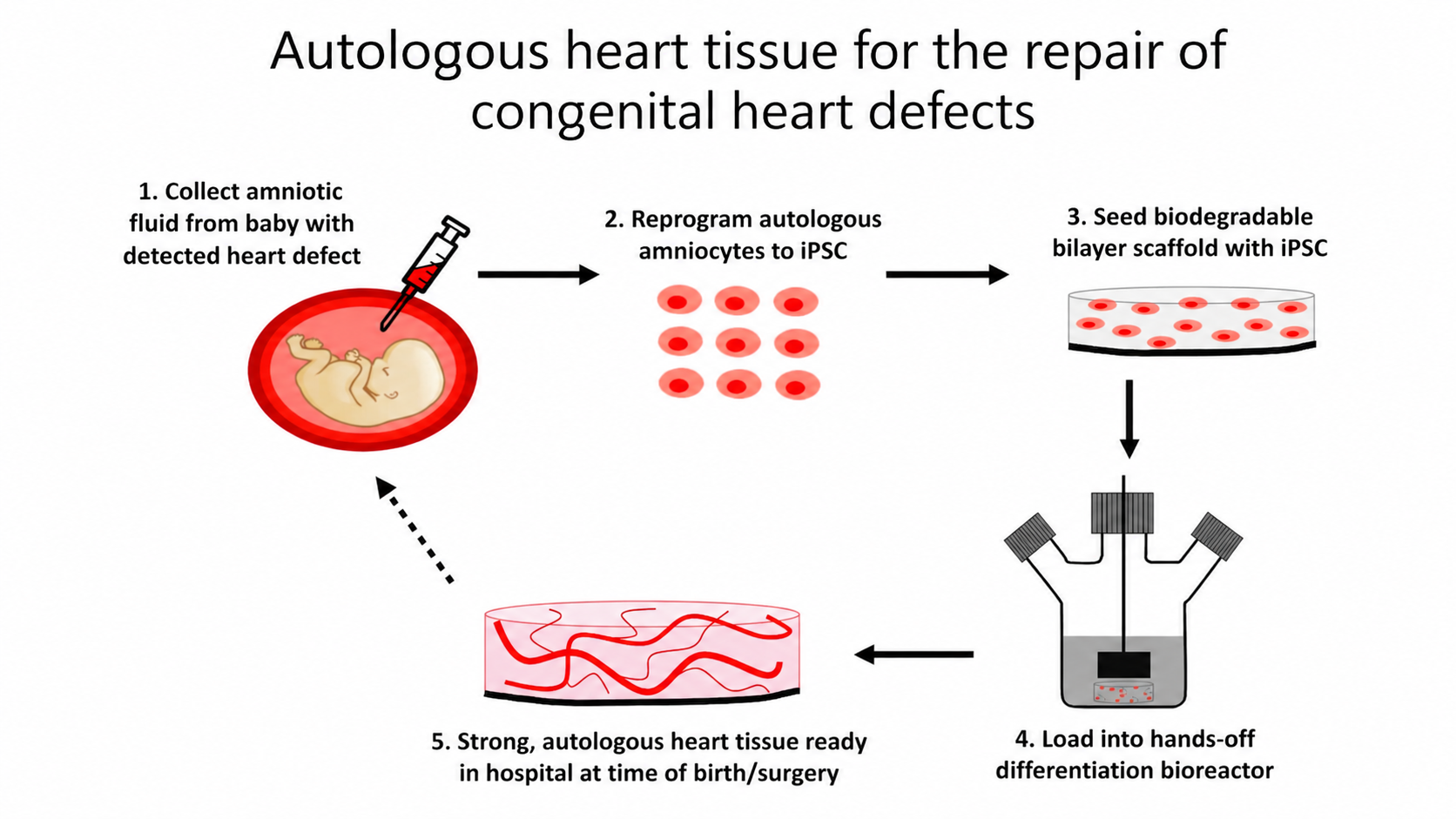 Illustration of biomanufacturing of heart tissue