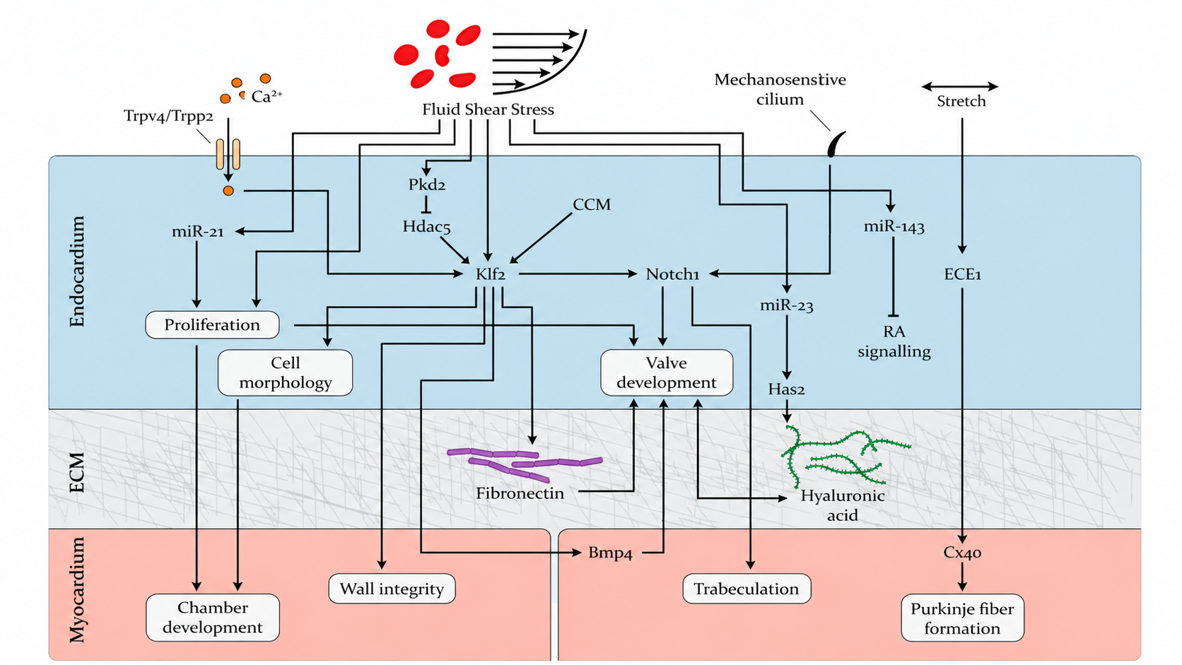 Illustration of mechanics of heart development