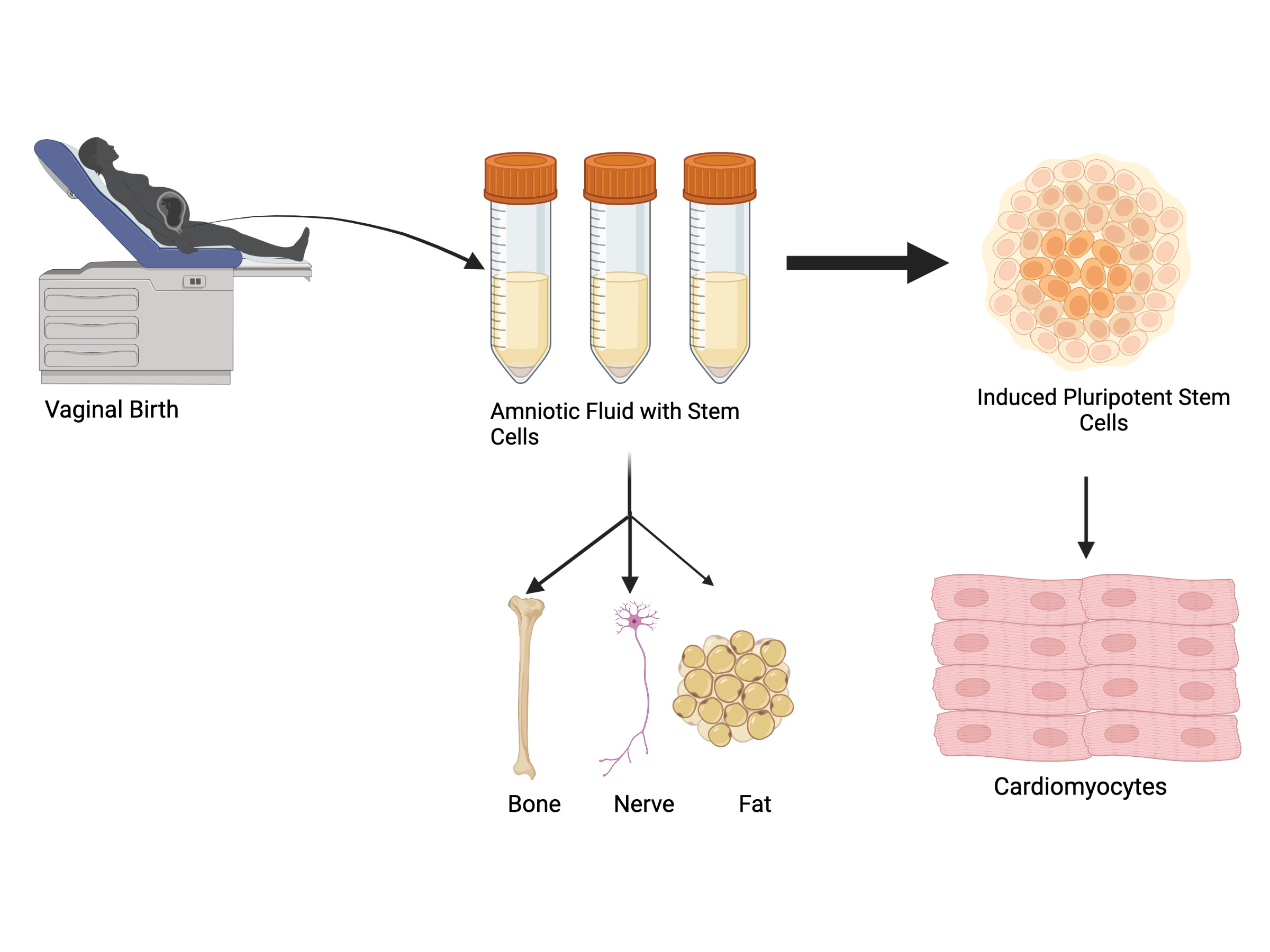 Amniotic fluid stem cell publication